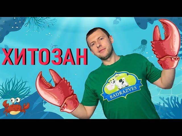 Хитозан для похудения. Как принимать хитозан отзывы. Эффект хитозана действие на организм.