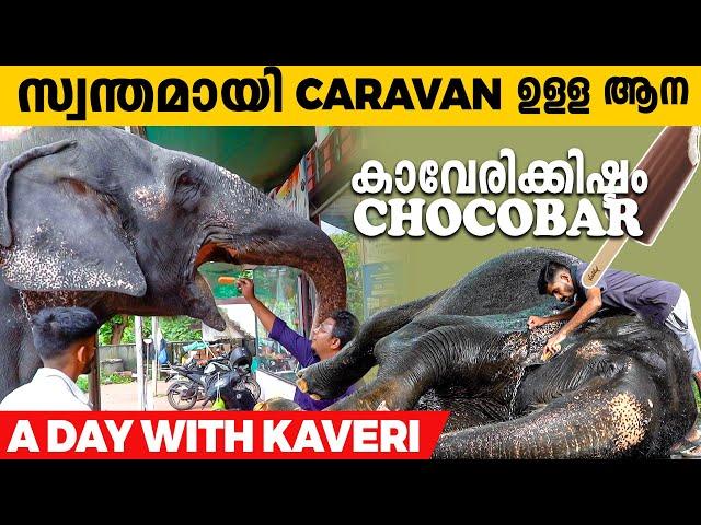 ആനക്ക് Caravan? കാവേരി എന്ന ആനക്ക് ഏറ്റവും പ്രിയം Chocobar-ഉം Tiger Biscuit-ഉം