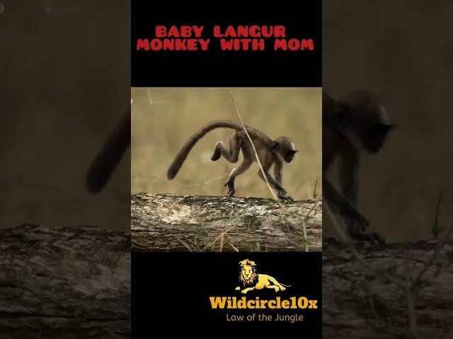 baby langur monkey with mom#animals #short #youtubeshorts #langurmonkey #wildcircle10x