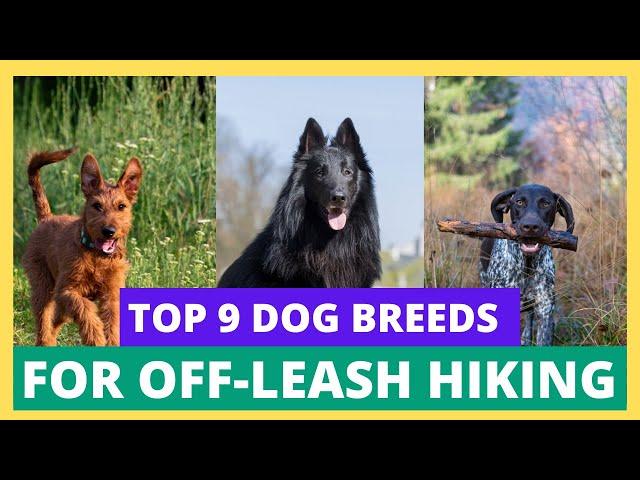 Top 9 Dog Breeds For Off Leash Hiking