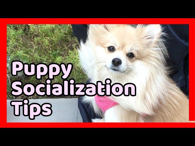 How to Socialize your New Puppy with People,Other Dogs and Places/Puppy Socialization/DogTraining101