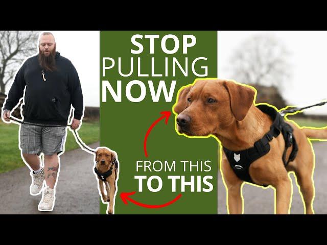 Best Trick To Stop Your Dog Pulling On The Leash