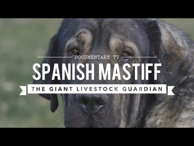 SPANISH MASTIFF: THE LARGEST DOG BREED YOU DIDN'T  KNOW EXISTED