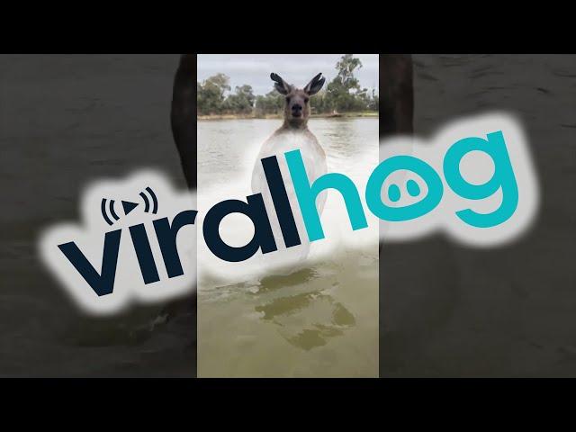 Man Rescues Dog From Being Drowned by Kangaroo || ViralHog