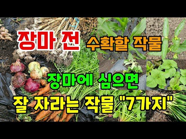장마에 심어도 잘자라는 추천 작물"7가지" 장마전 꼭 수확해야할 작물 #장마철심는작물 #6월에심는작물