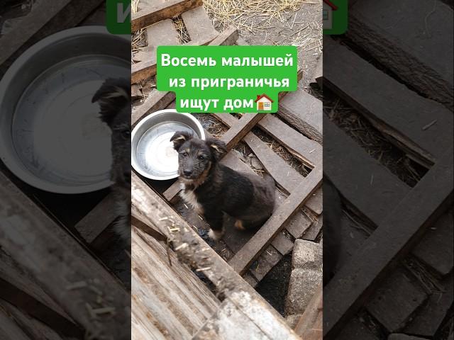 Вот как их пристроить?