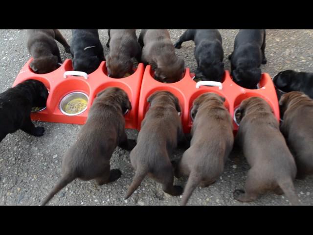 How to feed puppies. 14 dogs. Cum să hrănești 14 căței. Satu Mare