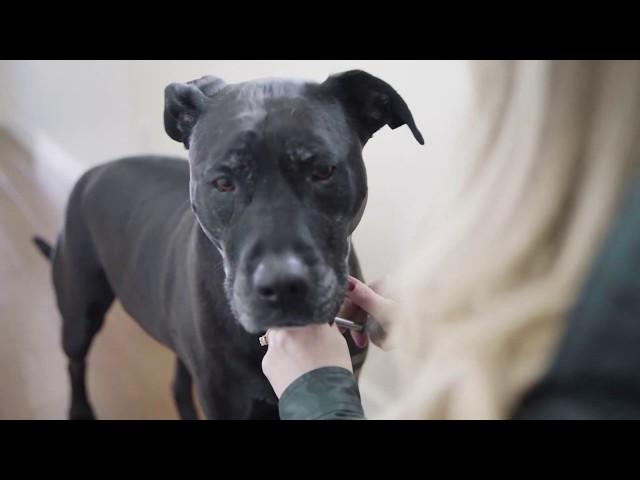 Why We Show Up Everyday | This Is Banfield | Banfield Pet Hospital