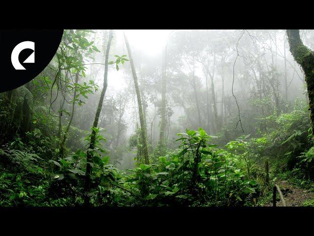 10 Hours of Nature Forest Sounds - Birds, Insects, Crickets 