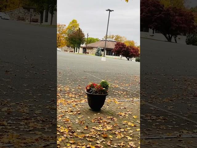 How great is our God! #shortvideo #fall