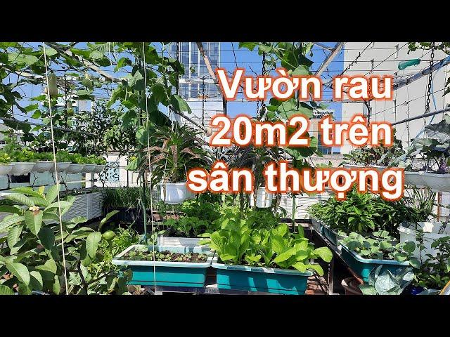 Vườn rau 20m2 trên sân thượng xanh mát sau mùa mưa | Bà Lan - Nông dân sân thượng #6