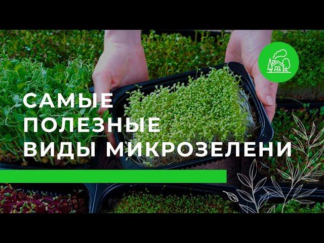 Самые полезные виды микрозелени