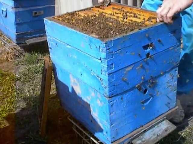 Продаются пчелосемьи карпатки Харьковская обл 0506379650