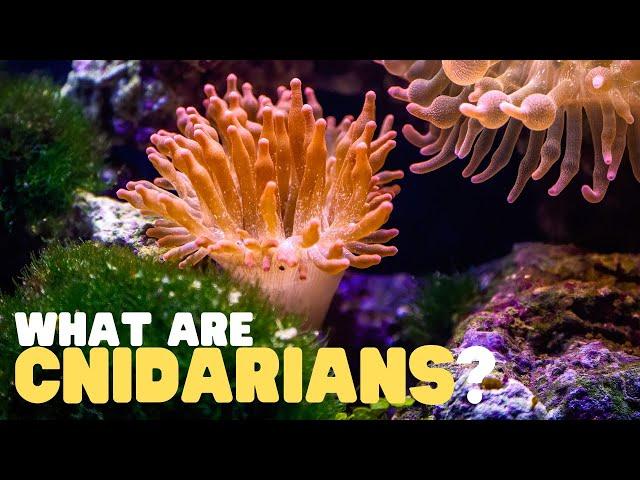 What Are Cnidarians? | Learn all about the phylum of jellyfish, coral reefs, sea anemones, and more!