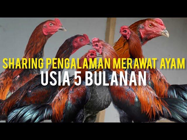 SHARING SEPUTAR PENGALAMAN MERAWAT AYAM BANGKOK USIA 5 BULANAN