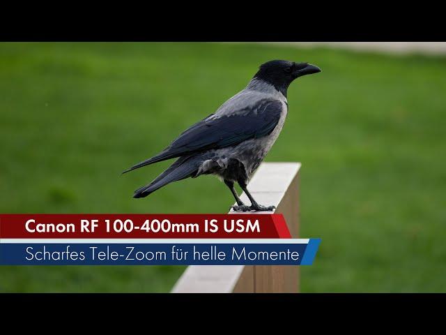 Canon RF 100-400 mm IS USM | Scharf, schnell & günstig [Deutsch]