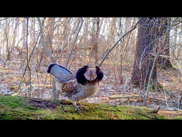 Ruffed Grouse drumming and presenting/displaying