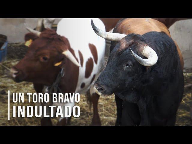 El Toro Bravo indultado de la Ganadería de Toros Bravos Conde de Mayalde 2020