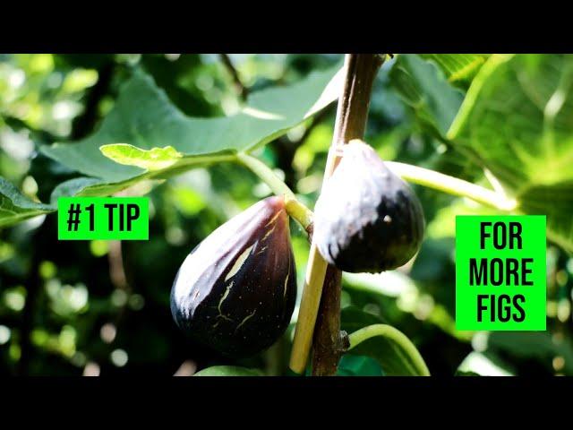 My #1 Tip for Fig Trees