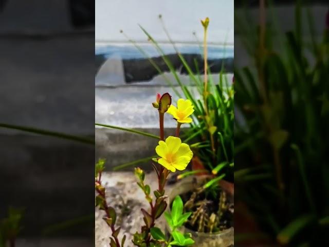 mosrose flower #viral #flowers #flower #foryou #shortvideo #shortsfeed #shorts #short #youtubeshorts