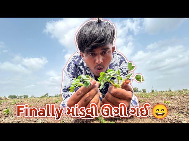 ફાયનલી માંડવી ઊગી ગઈ ||#sk #vlog #jamnagar #viralvideo #viral #viralvlogs