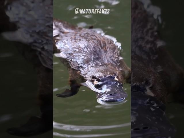 The Enigmatic Platypus |Unraveling the Mysteries of Australia's Unique Mammal