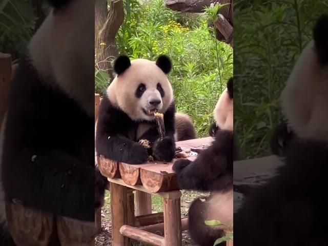 好奇到底是什么给孩子惊讶成这样哈哈哈 #panda #pandachina #cutepandas #giantpanda #cuteanimals