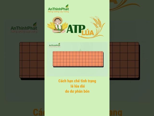 CÁCH HẠN CHẾ TÌNH TRẠNG LÁ LÚA DÀI DO DƯ PHÂN BÓN | An Thịnh Phát