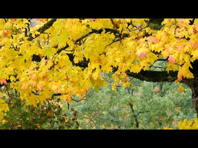 Mualiflig huquqi bo'lmagan video