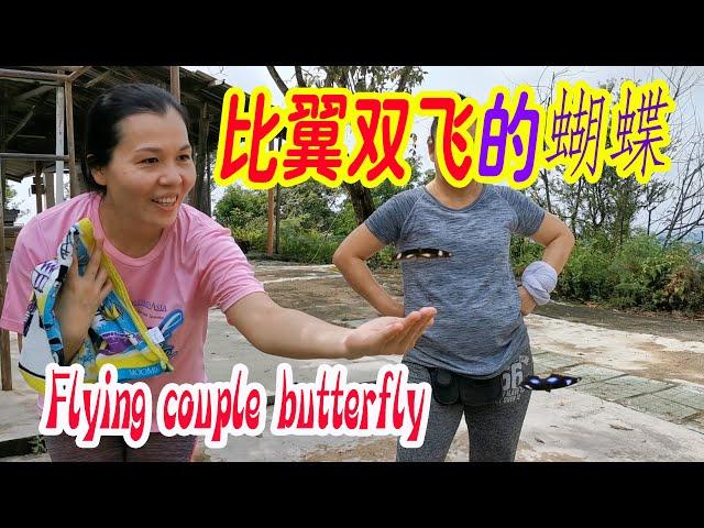 比翼双飞的蝴蝶 Flying couple butterfly 老玩童 Old Cuteboy  行山时巧遇谈情说爱卿卿我我你浓我浓的蝴蝶.老顽童周伯通看到一定玩到不回家.顽皮小玩童乱拆鸳鸯