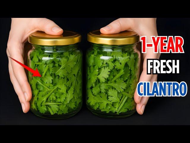 how to store cilantro for 1 year without spoilage – part 3