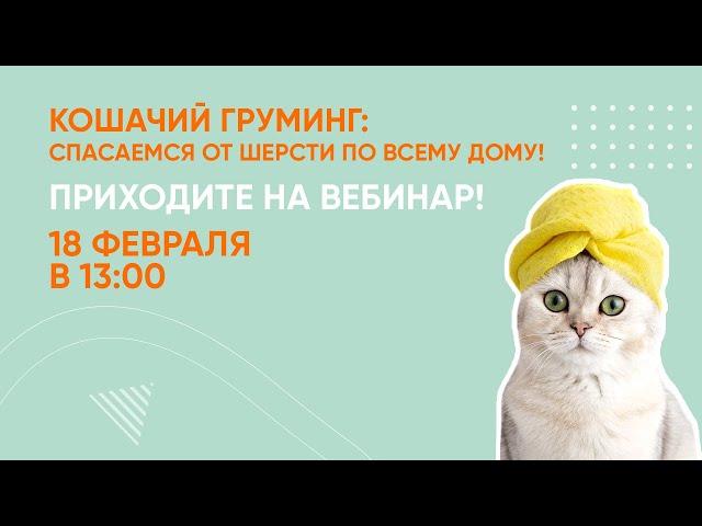 Кошачий груминг: спасаемся от шерсти по всему дому. Вебинар Школы «Хвост Ньюс»