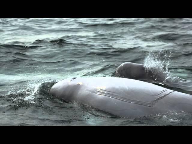 Four Top Ways to View Beluga Whales