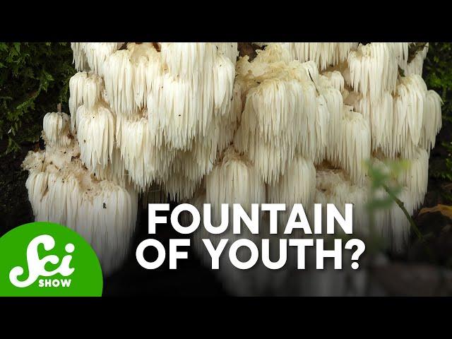 Lion's Mane Mushrooms Actually DO SOMETHING!