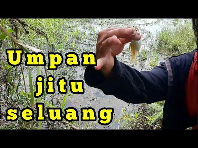 Umpan jitu mancing seluang | cepat dapat #BM-12