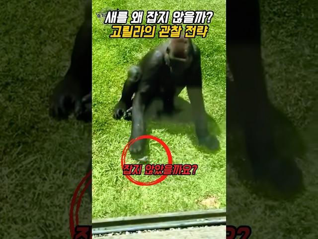 고릴라가 새를 잡지 않은 이유 - 접촉 탐색 전략 해설