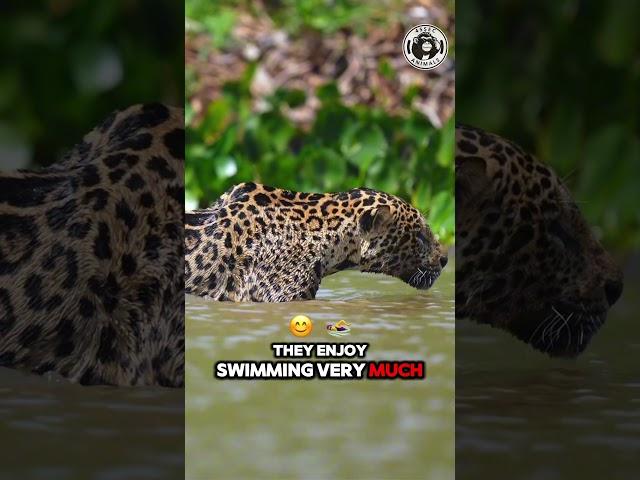 Leopard Facts So Unbelievable, They Can't Be True