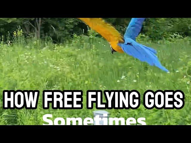 How free flying goes sometimes ‍️