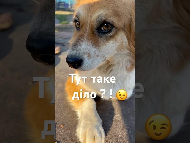 Тут таке діло ?! #смішнівідео #смішнітварини #dog #doglover #dogs #diy #Васька #жити ##діло #морда