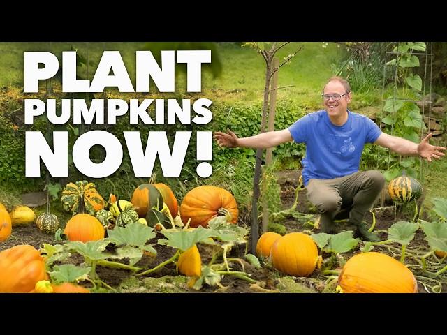 The Lazy Gardener's Guide To No-Dig Pumpkins!