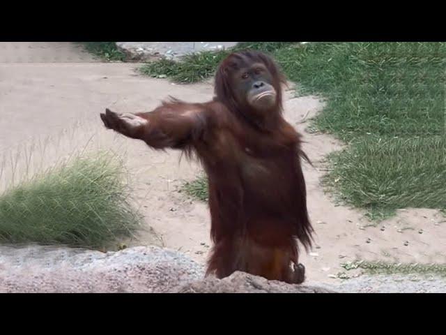 Laugh a Lot With The Funny Moments Of Monkeys   Funniest Animals Video