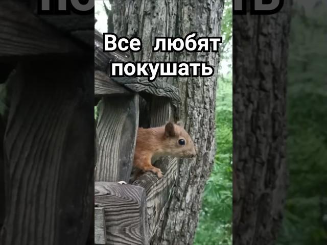 Все любят покушать #животные #белкивпарке #парк