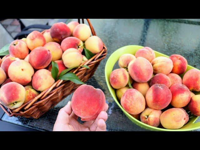 8 MUST Grow Fruit Trees in a BACKYARD ORCHARD