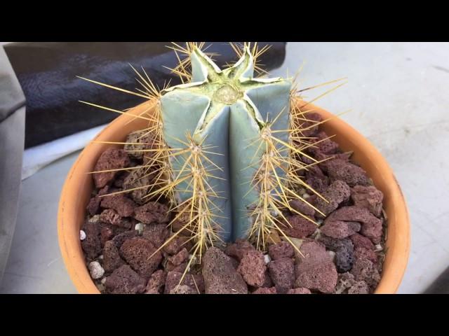 Folllow-up 3 days after cutting my damaged PILOSOCEREUS MAGNIFICUS