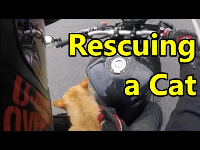 How to Rescue a Cat on a Motorcycle