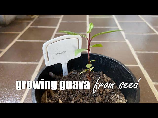 Growing Guava from Seed