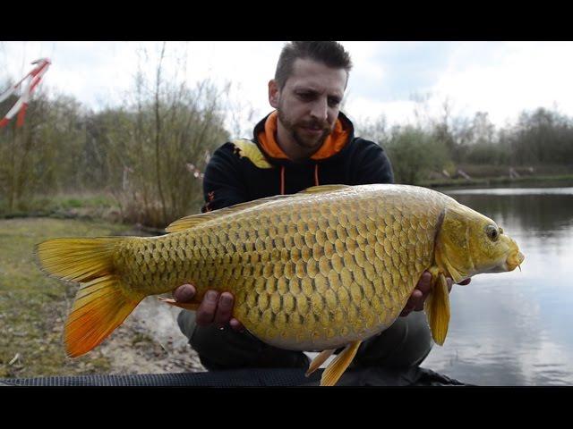 De Karperhoeve zet 3 nieuwe koi karpers uit