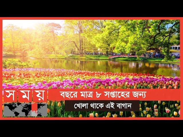 বিশ্বের অন্যতম বড় ফুলের বাগান, গার্ডেন অব ইউরোপ! | Keukenhof | The Garden of Europe | Somoy TV