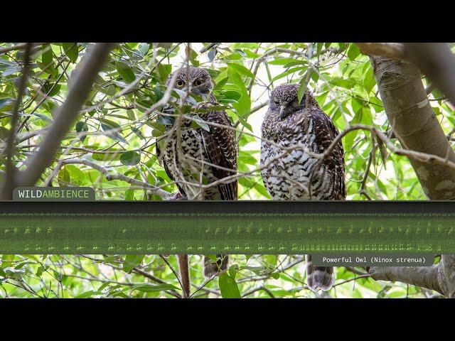 Powerful Owl Calls & Sounds