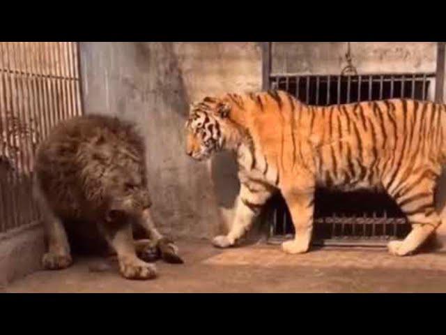 Lion Vs Tiger Real Fight  | Which is More Strongest?